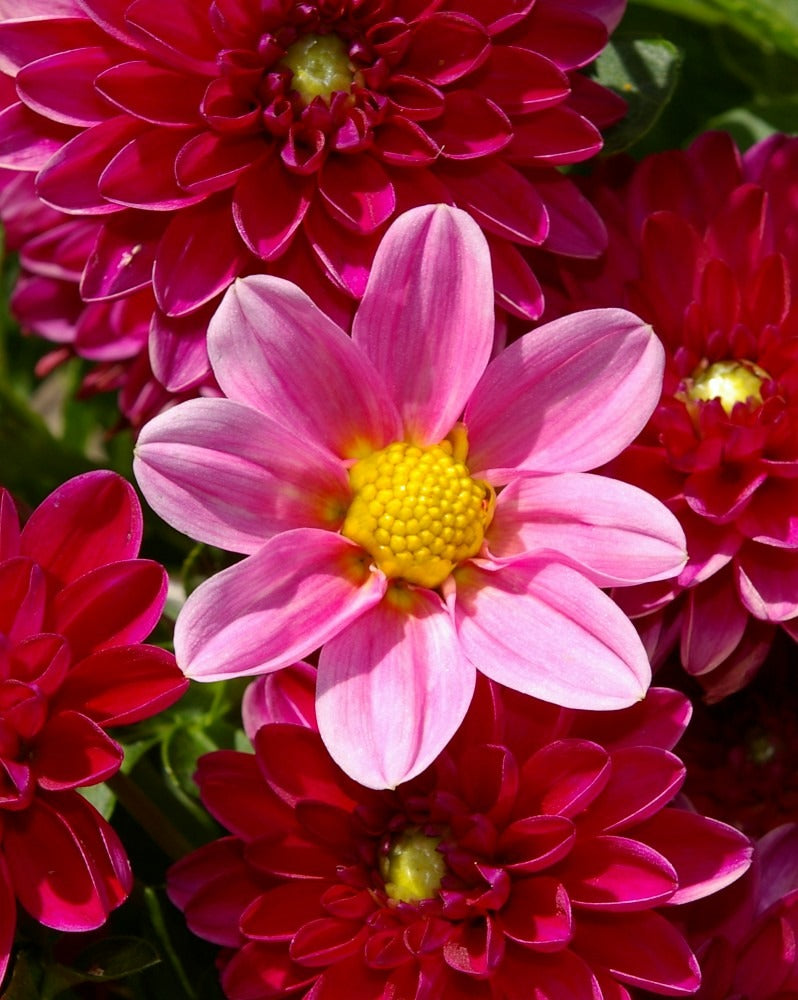 Dwarf Dahlia  100 Seeds  Dahlia variabilis