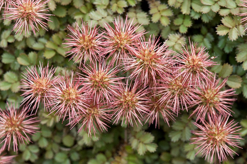 Purple Bidi-Bidi  20 Seeds  Acaena inermis ‘Purpurea’