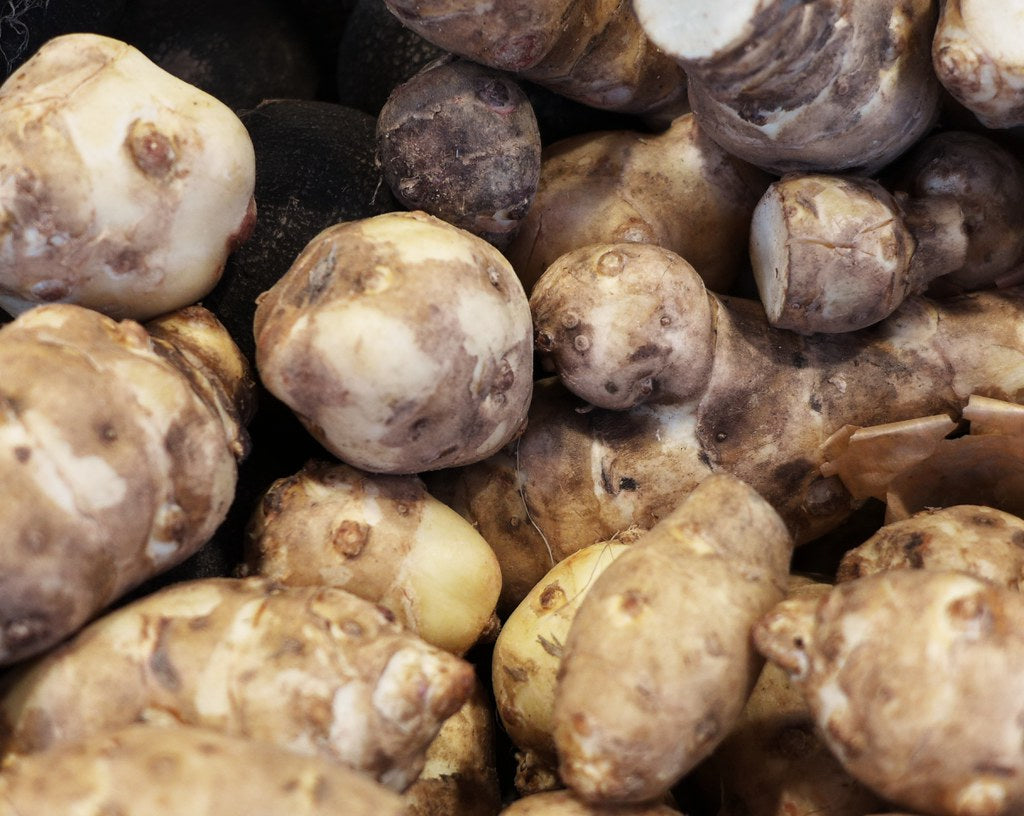 Jerusalem Artichoke   20 Seeds   Helianthus tuberosus