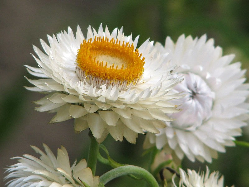 White Strawflower  100 Seeds  Helichrysum bracteatum