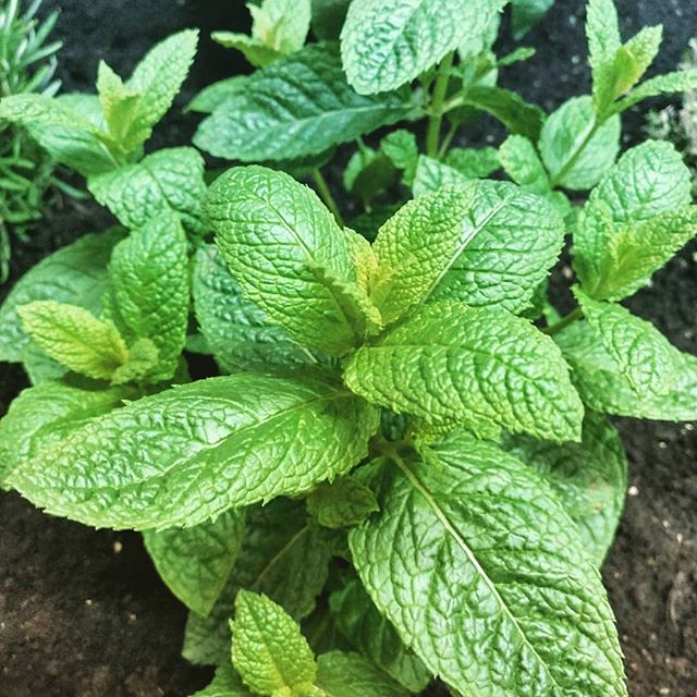 Spearmint  100 Seeds  Mentha spicata