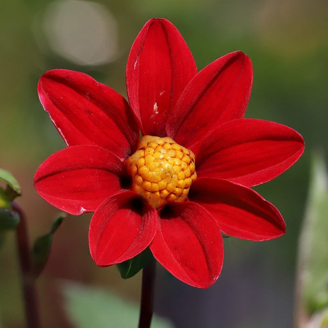 Dwarf Dahlia  100 Seeds  Dahlia variabilis