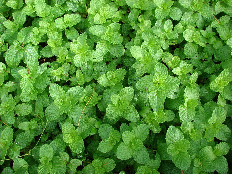 Spearmint  100 Seeds  Mentha spicata