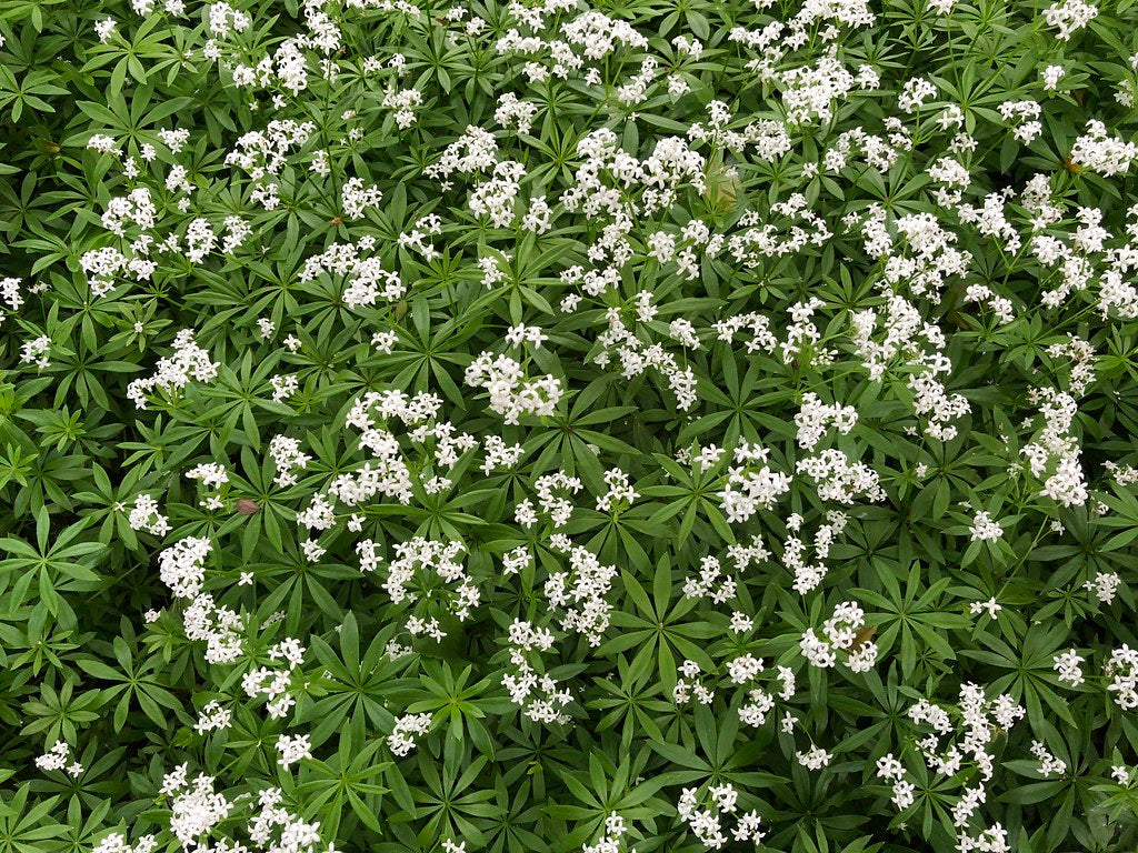 Sweet Woodruff  50 Seeds  Galium odoratum