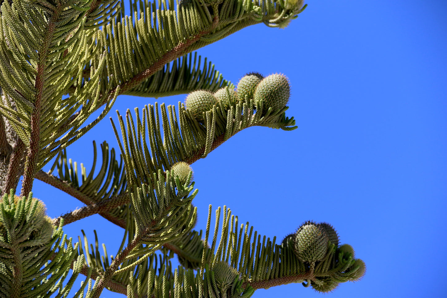 Norfolk Island Pine   5 Seeds   Araucaria excelsa