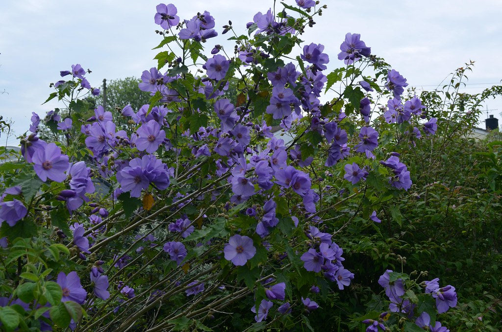 Lavender Flowering Maple Abutilon vitifolium 20 Seeds