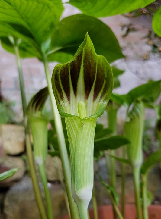 Amur Jack in the Pulpit  Arisaema amurense  10 Seeds  USA Company