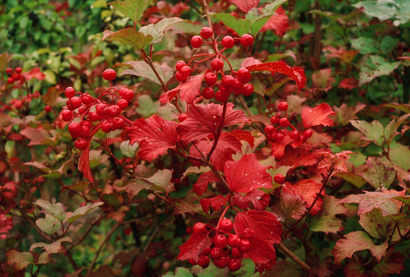 Cranberrybush Viburnum  10 Seeds  Viburnum trilobum