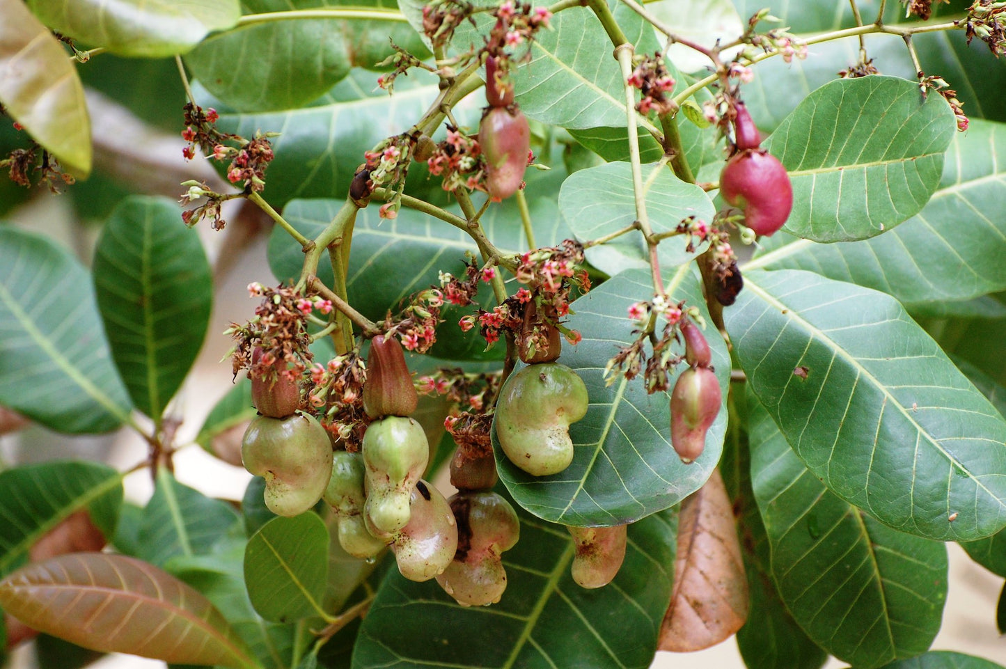 Cashew Anacardium occidentale 5 Seeds  USA Company