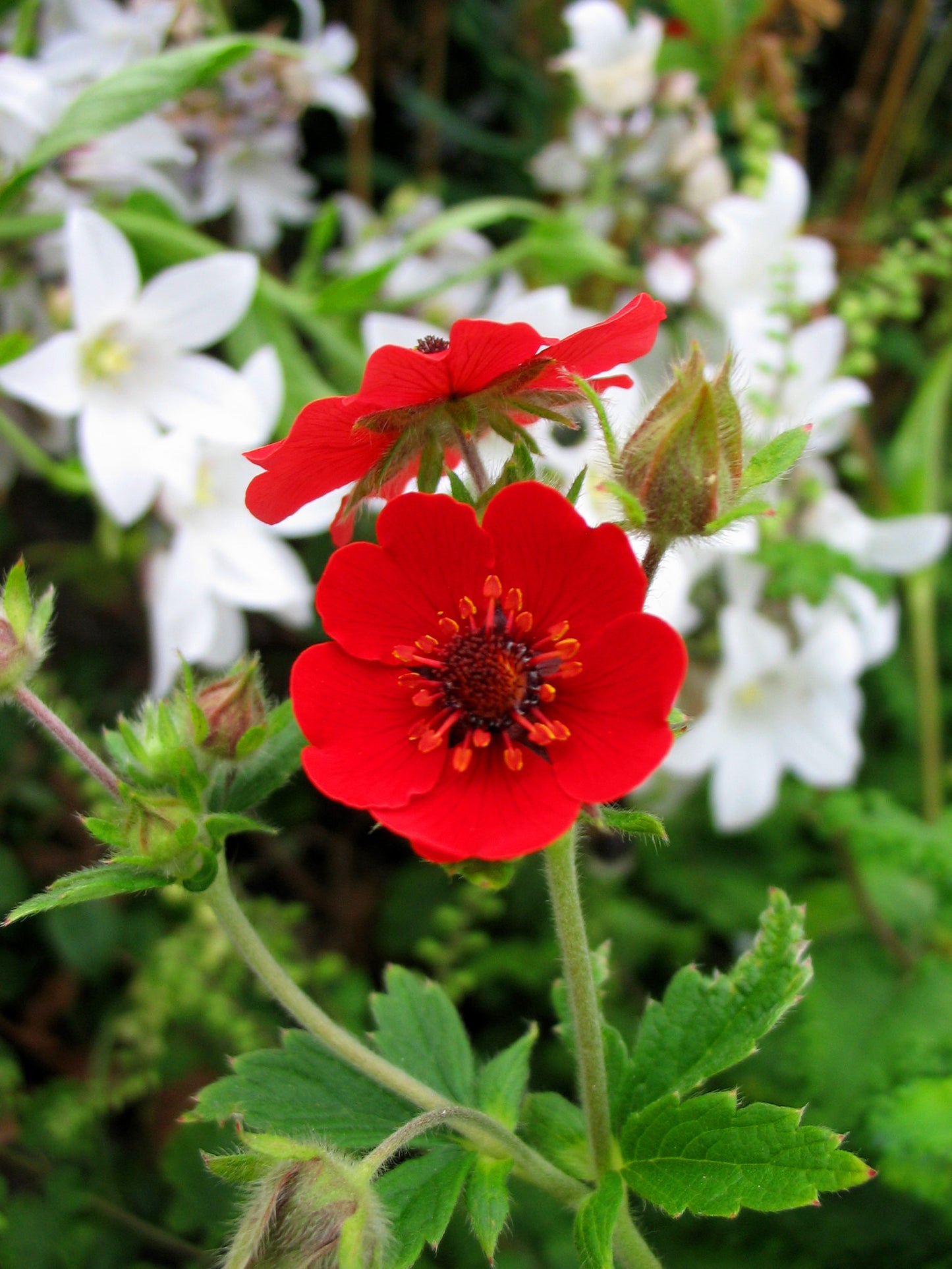 Ruby Cinquefoil  100 Seeds  Potentilla atrosanguinea