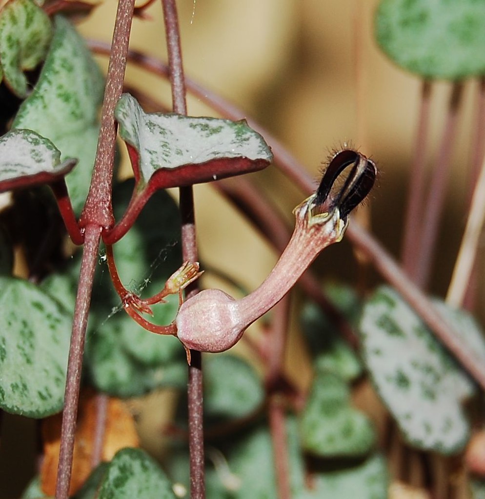 String of Hearts  10 Seeds  Ceropegia woodii