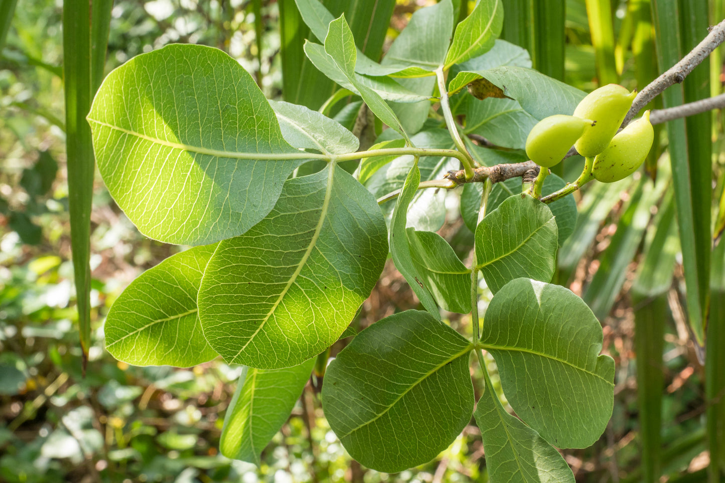 Pistachio  Pistacia vera  10 Seeds  USA Company