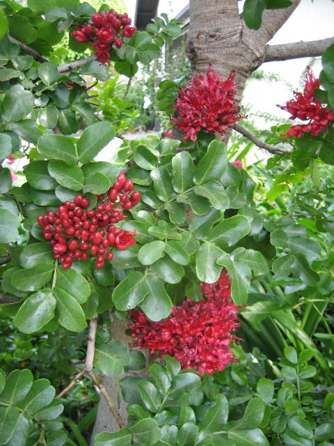Tree Fuchsia   10 Seeds   Schotia brachypetala