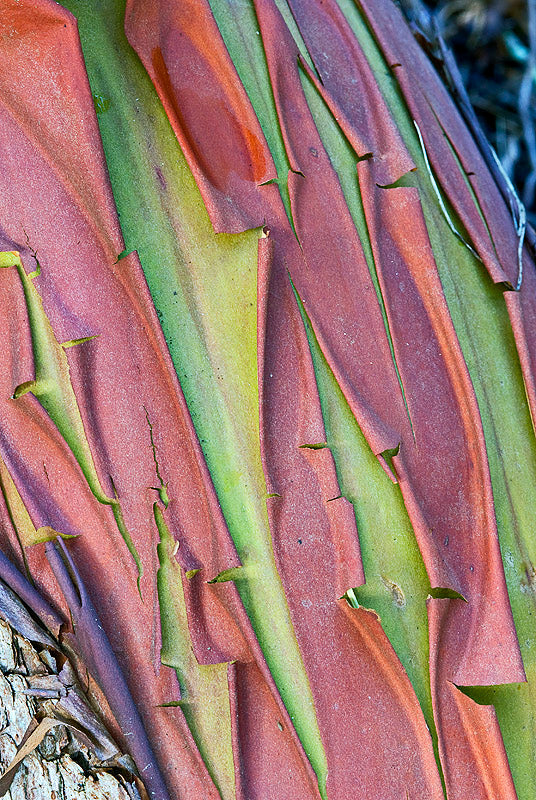 Pacific Madrone Strawberry Tree Arbutus menziesii 100 Seeds