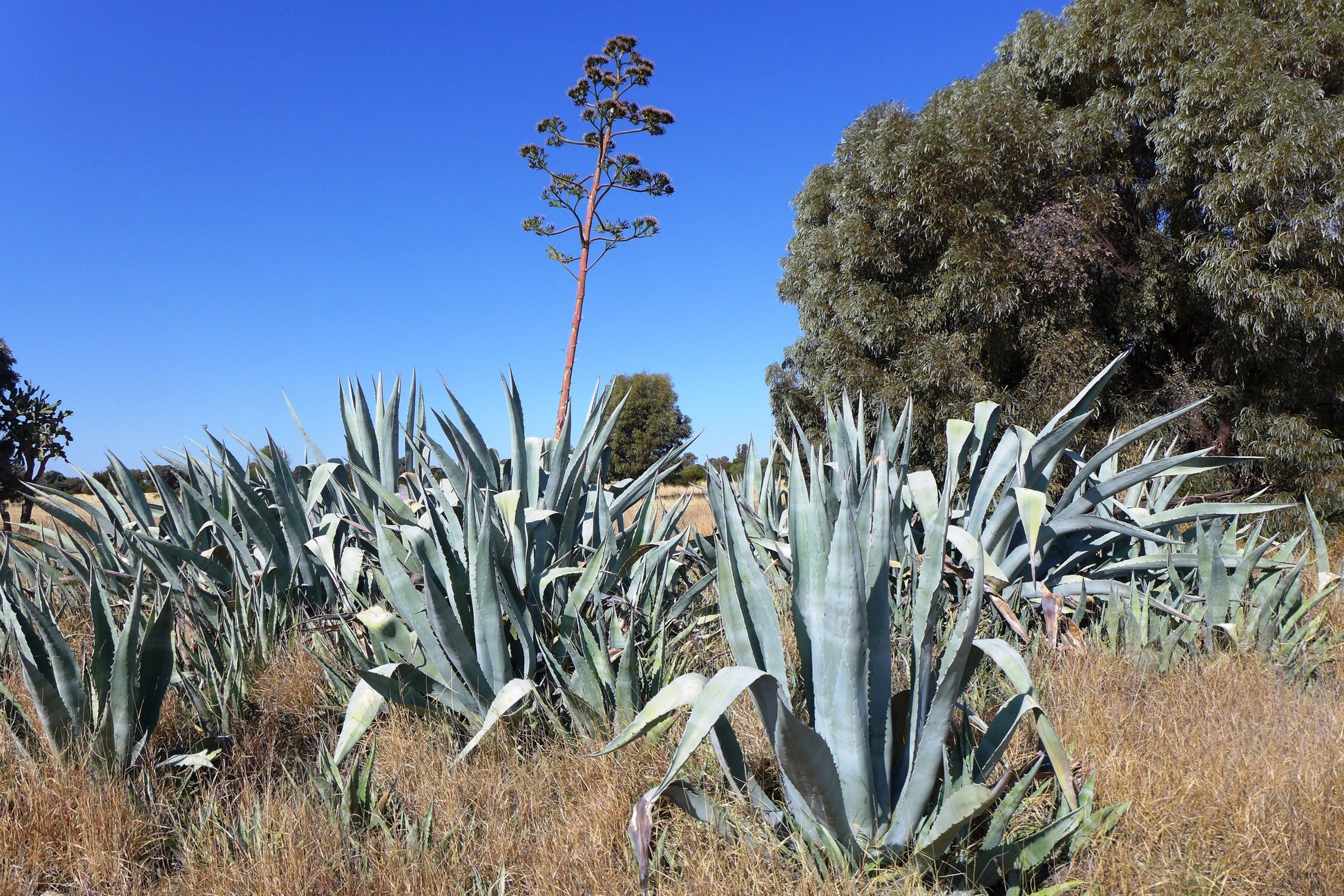 century plant seeds Century Plant 25 Seeds Agave americana – R&B Floridaseeds