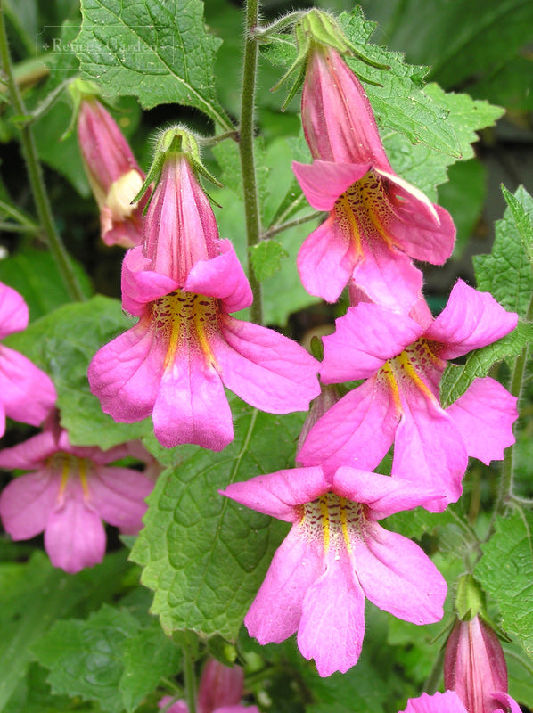 Chinese Foxglove  100 Seeds  Rehmannia angulata