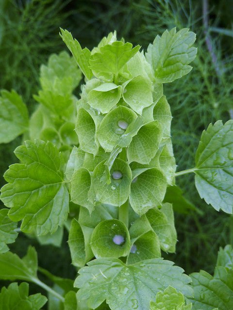 Bells of Ireland  100 Seeds  Moluccella laevis