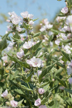 Load image into Gallery viewer, Marshmallow  Althaea officinalis  50 Seeds