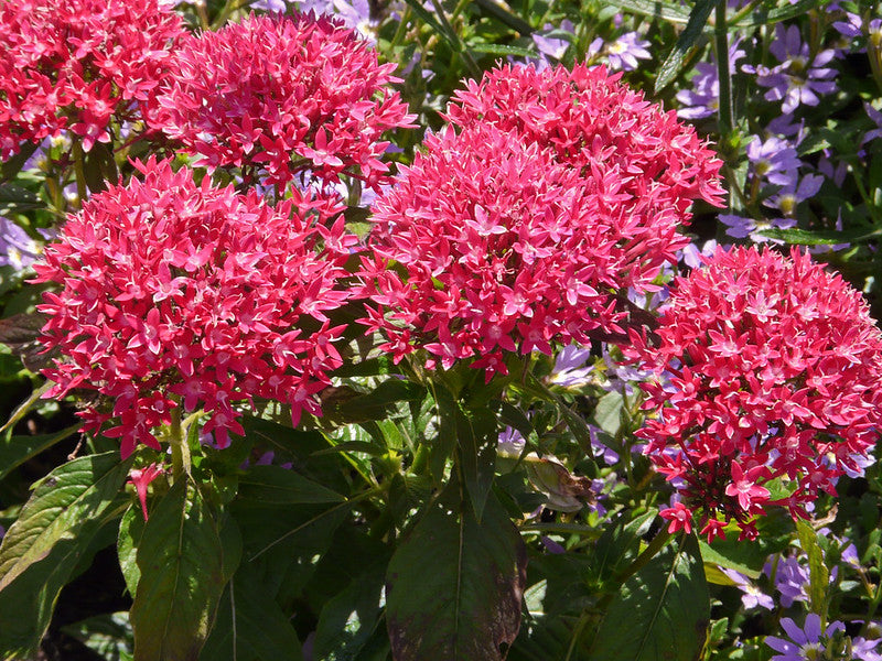 Red Pentas  Star Flower  Pentas lanceolata  25 Seeds