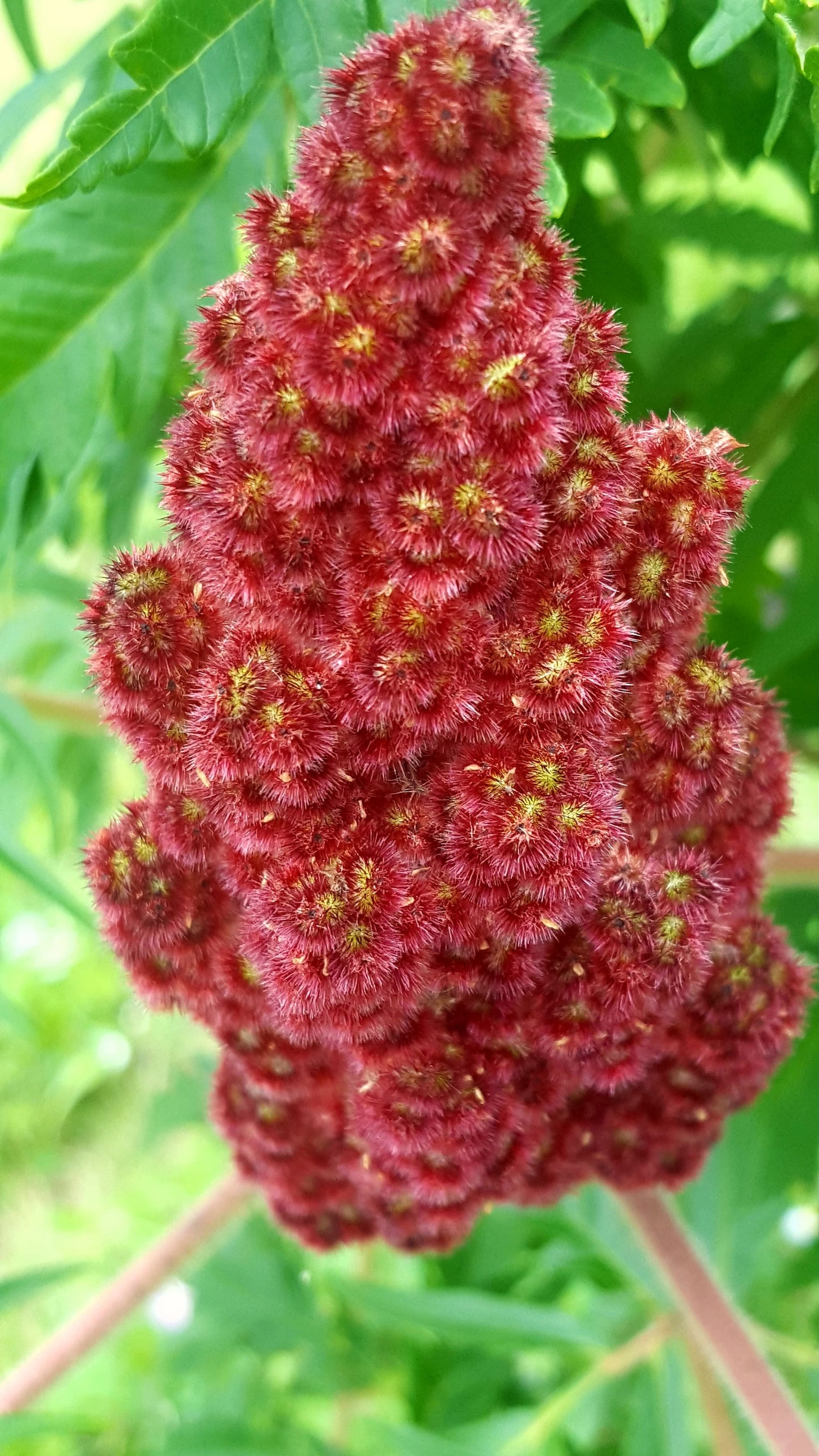 Staghorn Sumac   Rhus typhina  500 Seeds  USA Company