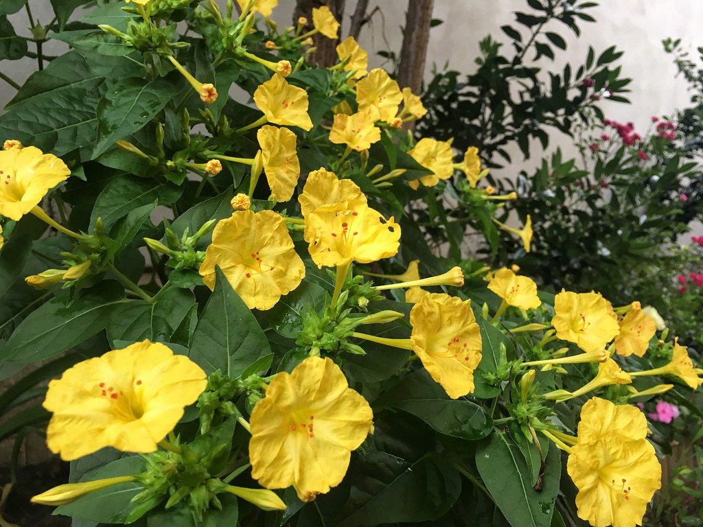 Yellow Four O'clock Mirabilis jalapa 50 Seeds  USA Company