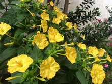 Load image into Gallery viewer, Yellow Four O&#39;clock  10 Seeds  Mirabilis jalapa