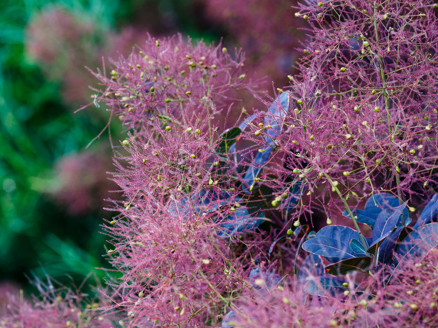 Purple Smoke Tree Cotinus coggygria 20 Seeds