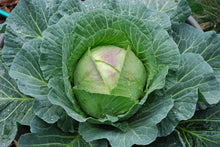 Load image into Gallery viewer, Cabbage  20 Seeds  Brassica oleracea