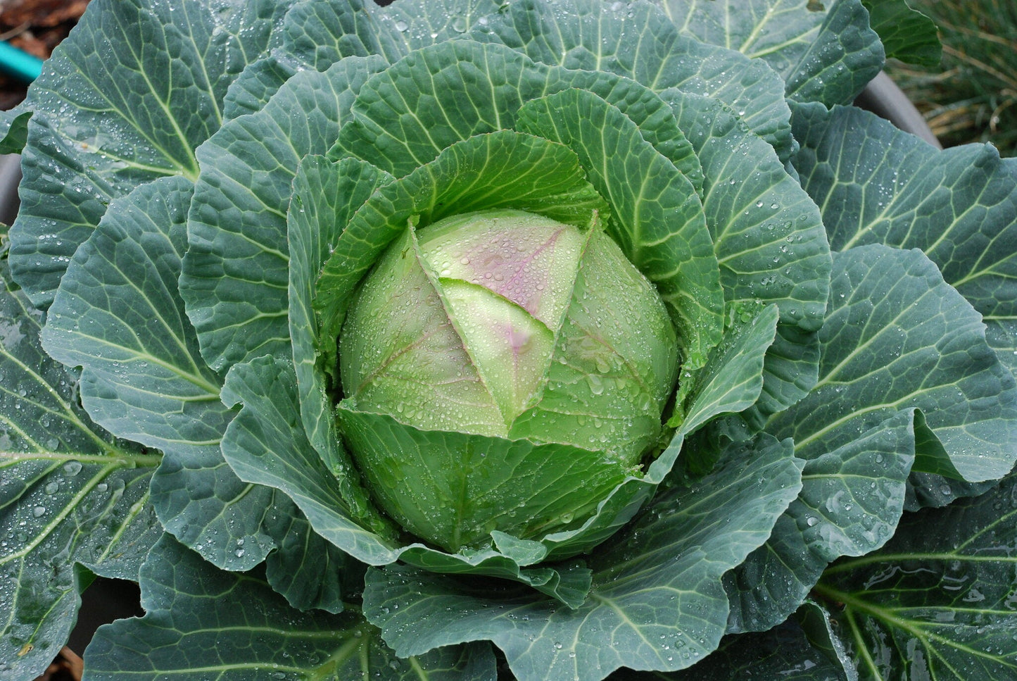 Cabbage Brassica oleracea 10 Seeds  USA Company