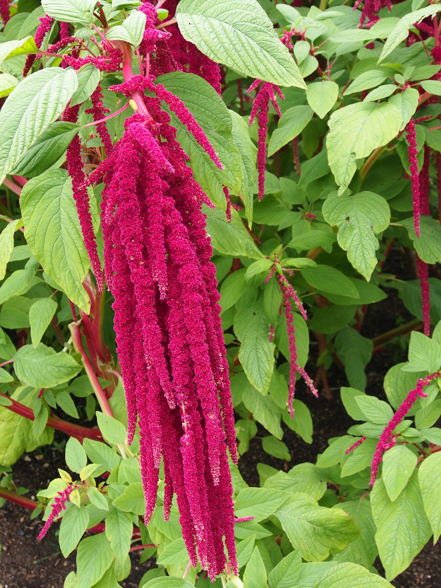 Love-Lies-Bleeding  100 Seeds  Amaranthus caudatus