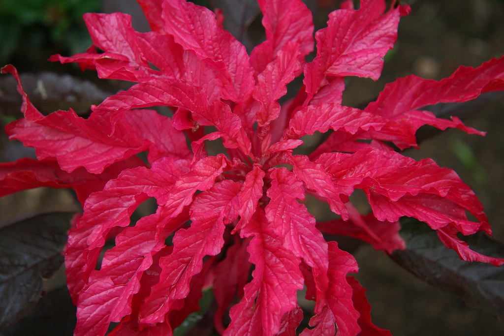 Early Splendor Amaranth  100 Seeds  Amaranthus tricolor