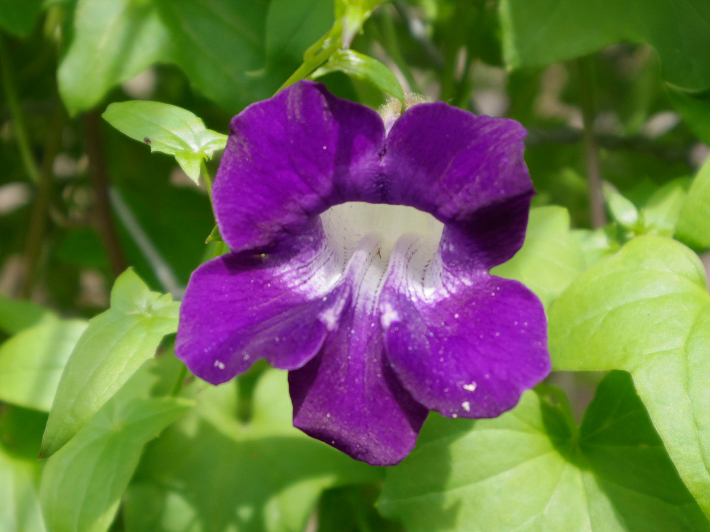 Climbing Snapdragon  100 Seeds  Asarina scandens