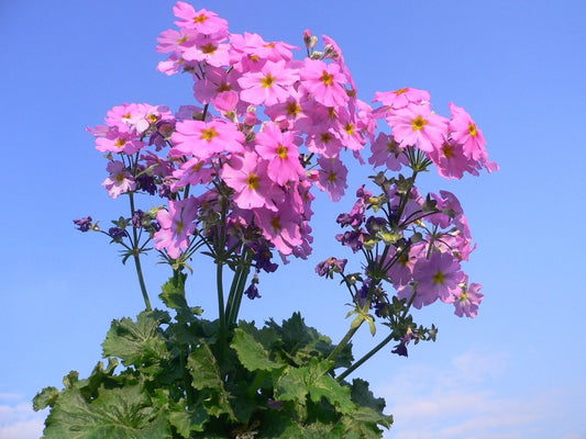 Pink Primrose  100 Seeds  Primula malacoides