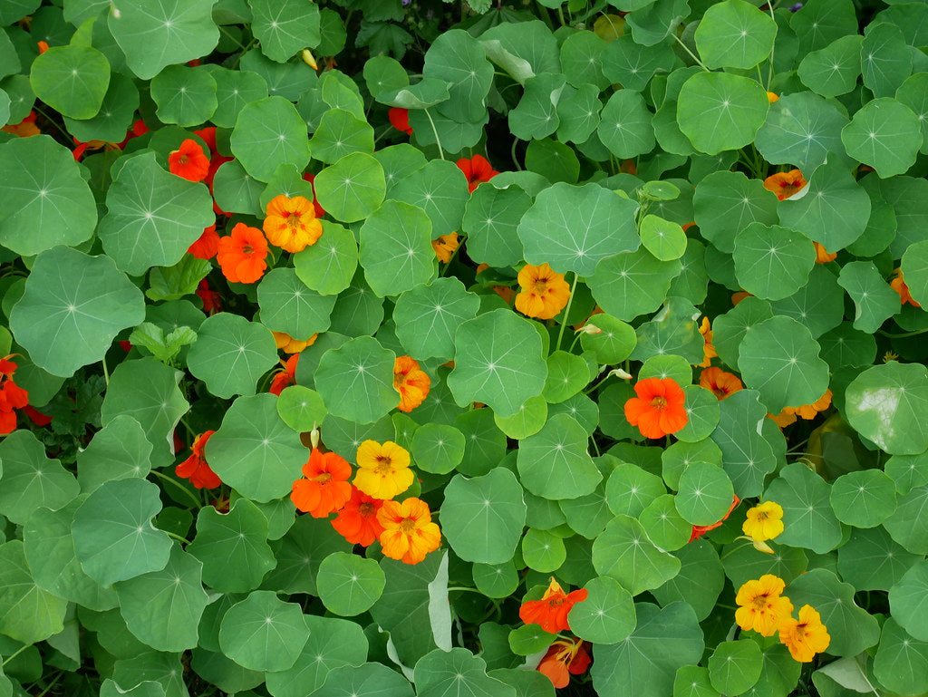 Nasturtium Mix  20 Seeds  Tropaeolum majus