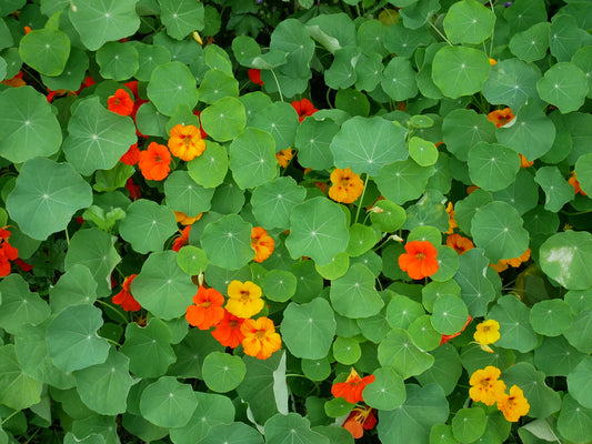 Nasturtium Mix  20 Seeds  Tropaeolum majus