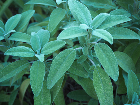 Common Sage   100 Seeds   Salvia officinalis