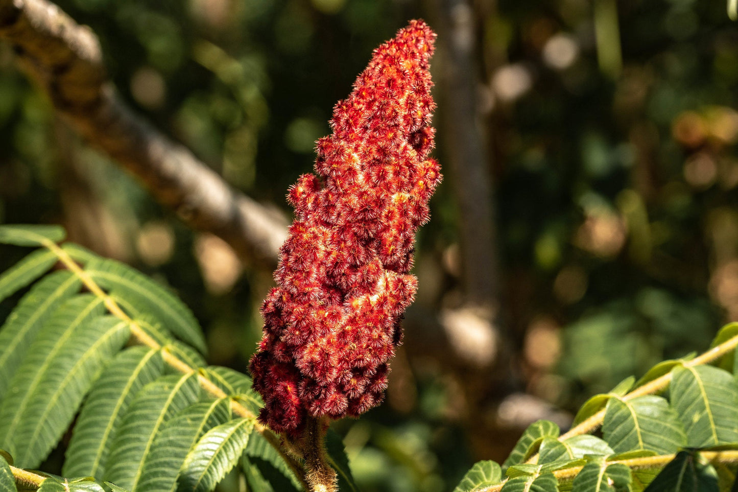 Staghorn Sumac   Rhus typhina  500 Seeds  USA Company