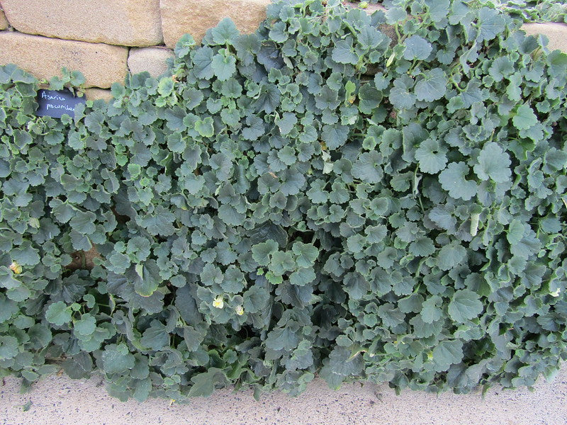 Creeping Snapdragon  100 Seeds  Asarina procumbens