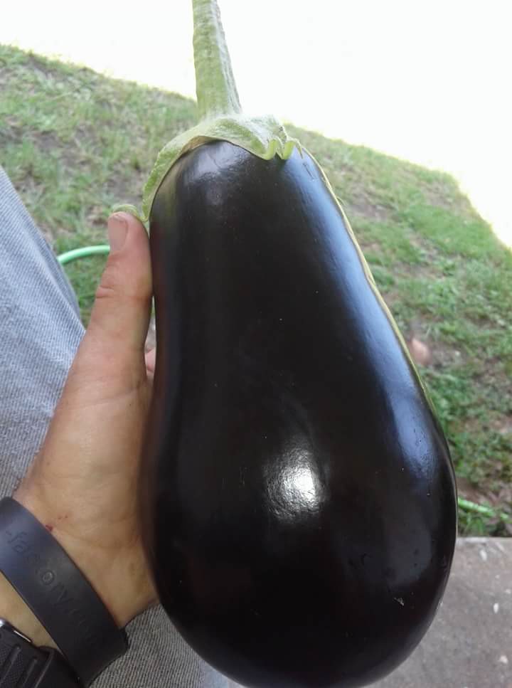 Black Beauty Eggplant   100 Seeds   Solanum melongena