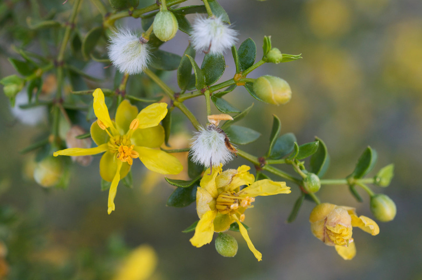 Creosote Bush Larrea tridentanta 200 Seeds  USA Company