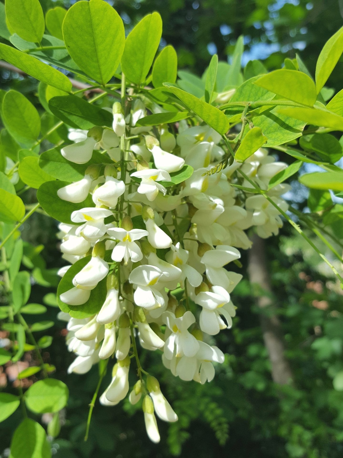 Black Locust  100 Seeds  False Acacia Robinia Pseudoacacia  USA Company