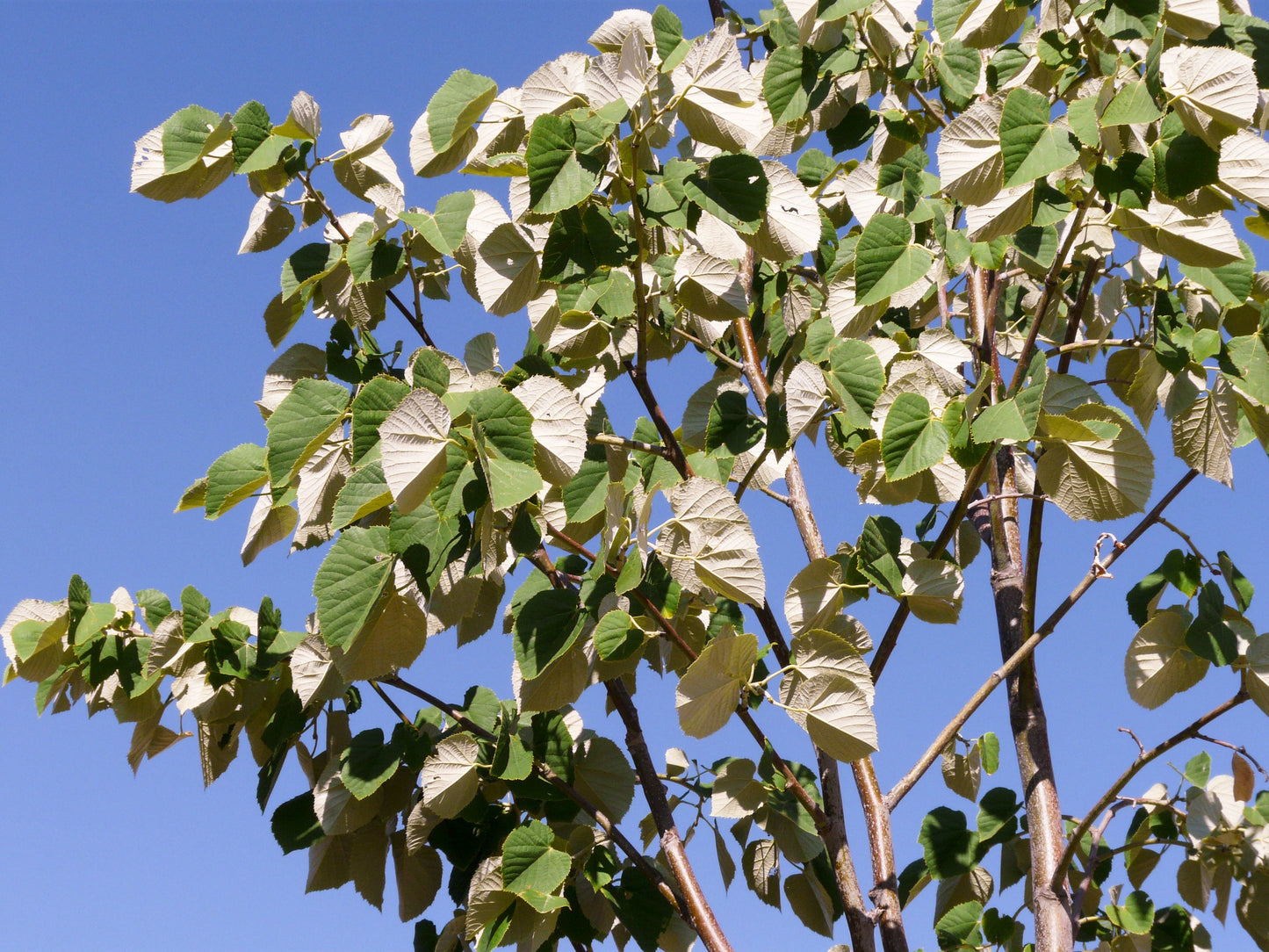 Silver Linden Silver Lime Tilia tomentosa 100 Seeds  USA Company