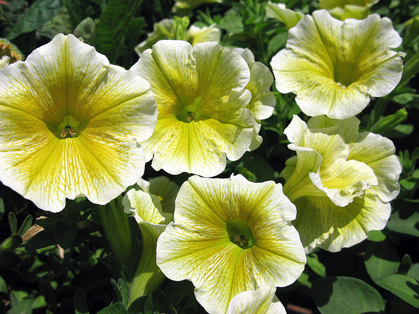 Yellow Petunia  100 Seeds  Petunia Grandiflora
