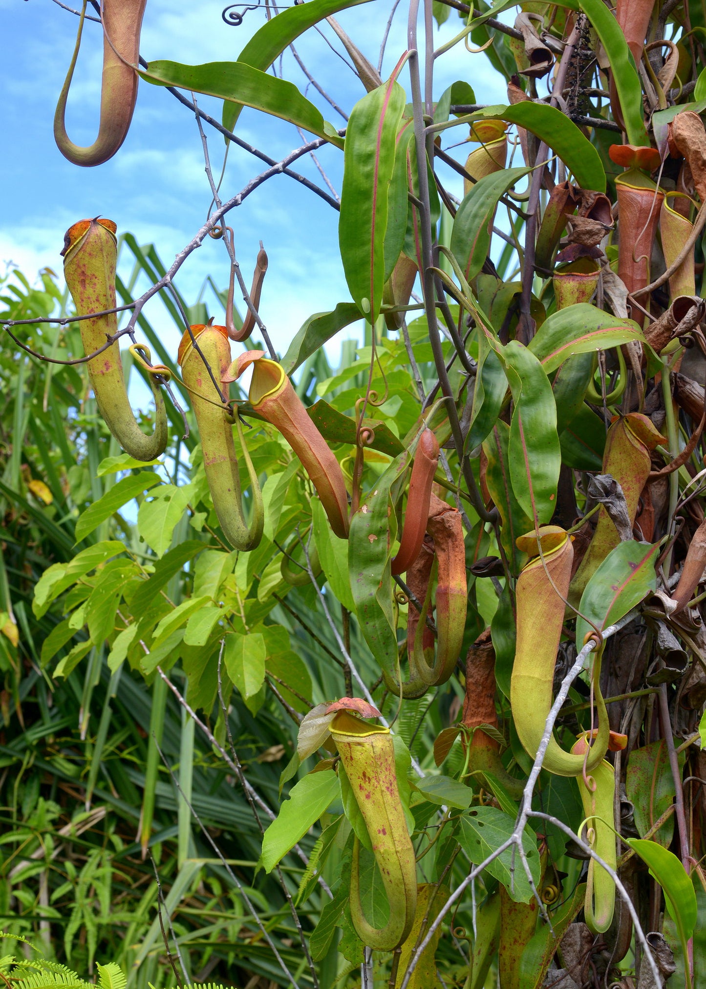 Tropical Pitcher Plant  5 Seeds  Nepenthes mirabilis  USA Company