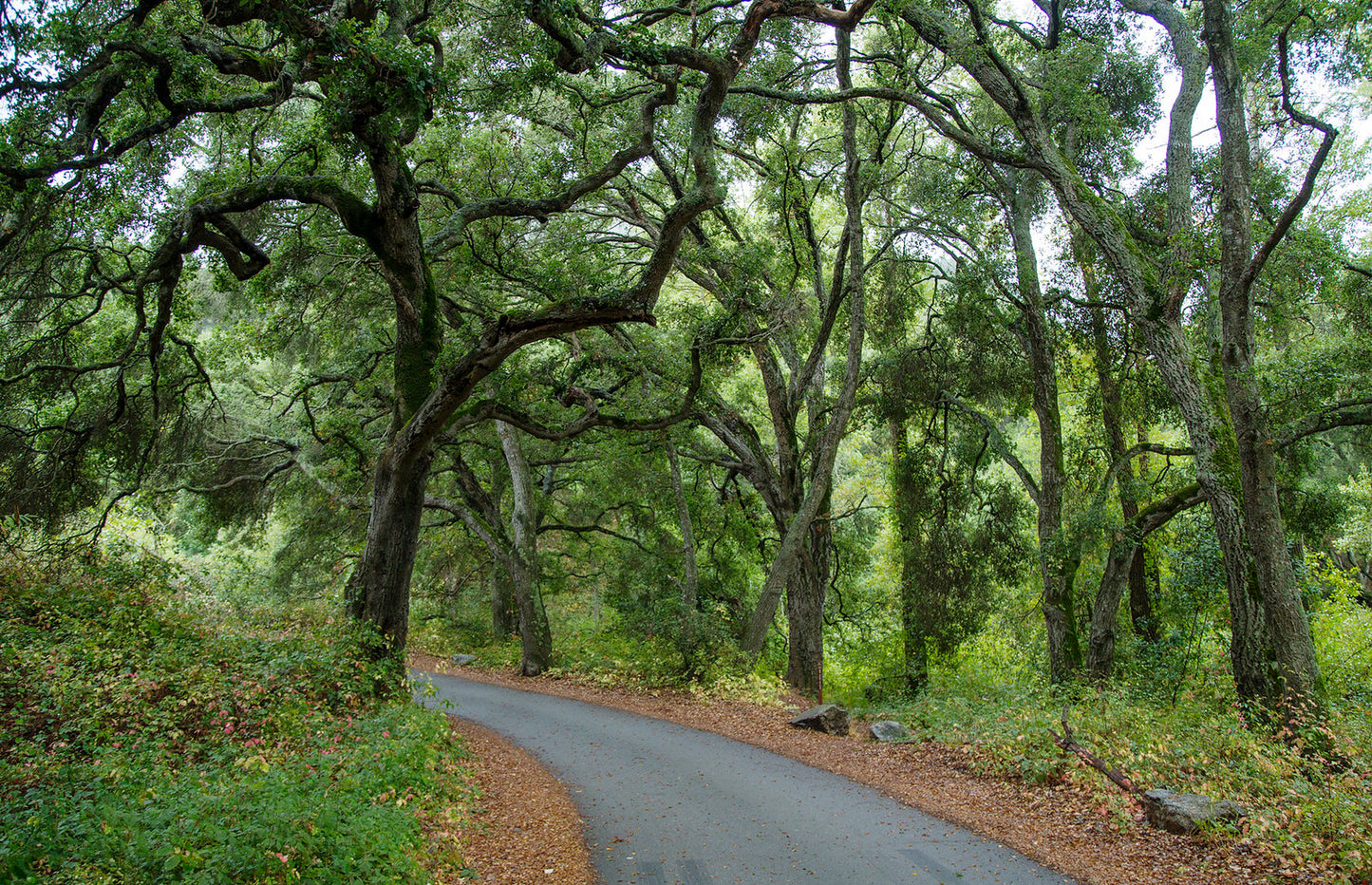 Coast Live Oak  5 Seeds  Quercus agrifolia