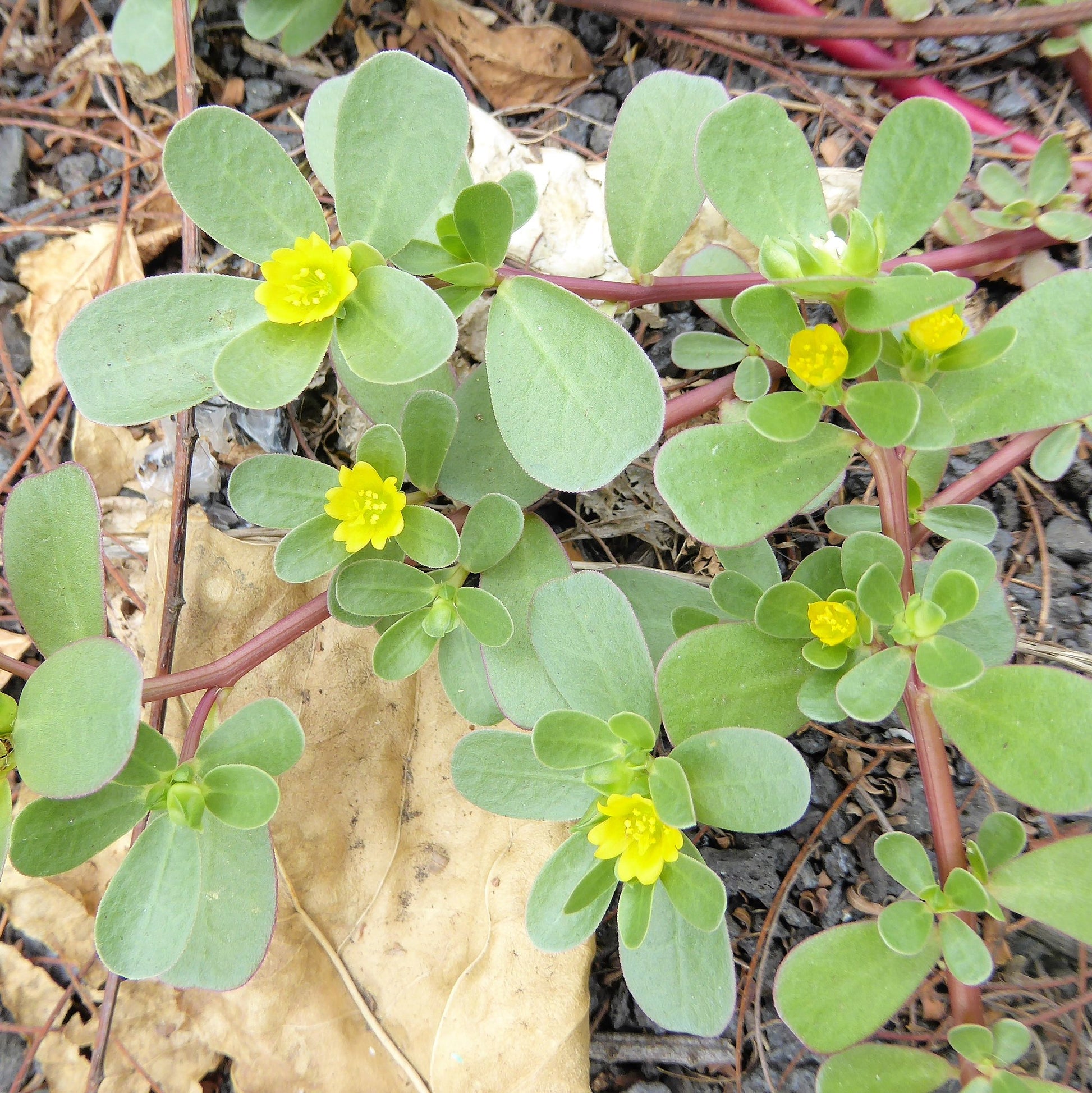 purslane flower seeds Purslane Portulaca oleracea 100 Seeds – R&B Floridaseeds