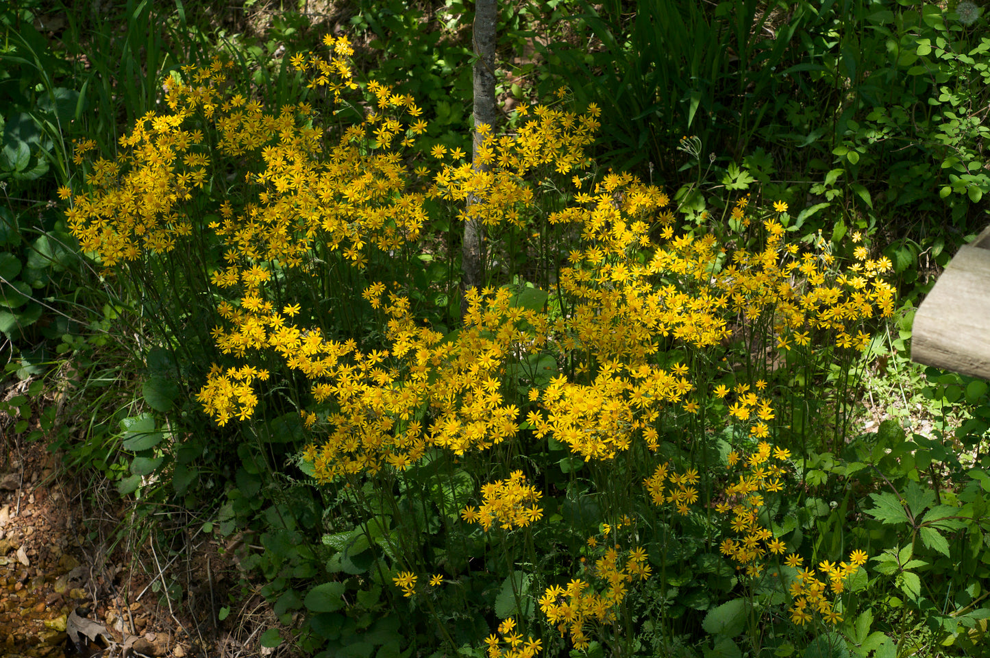 Golden Ragwort   100 Seeds   Golden Groundsel   Senecio aureus