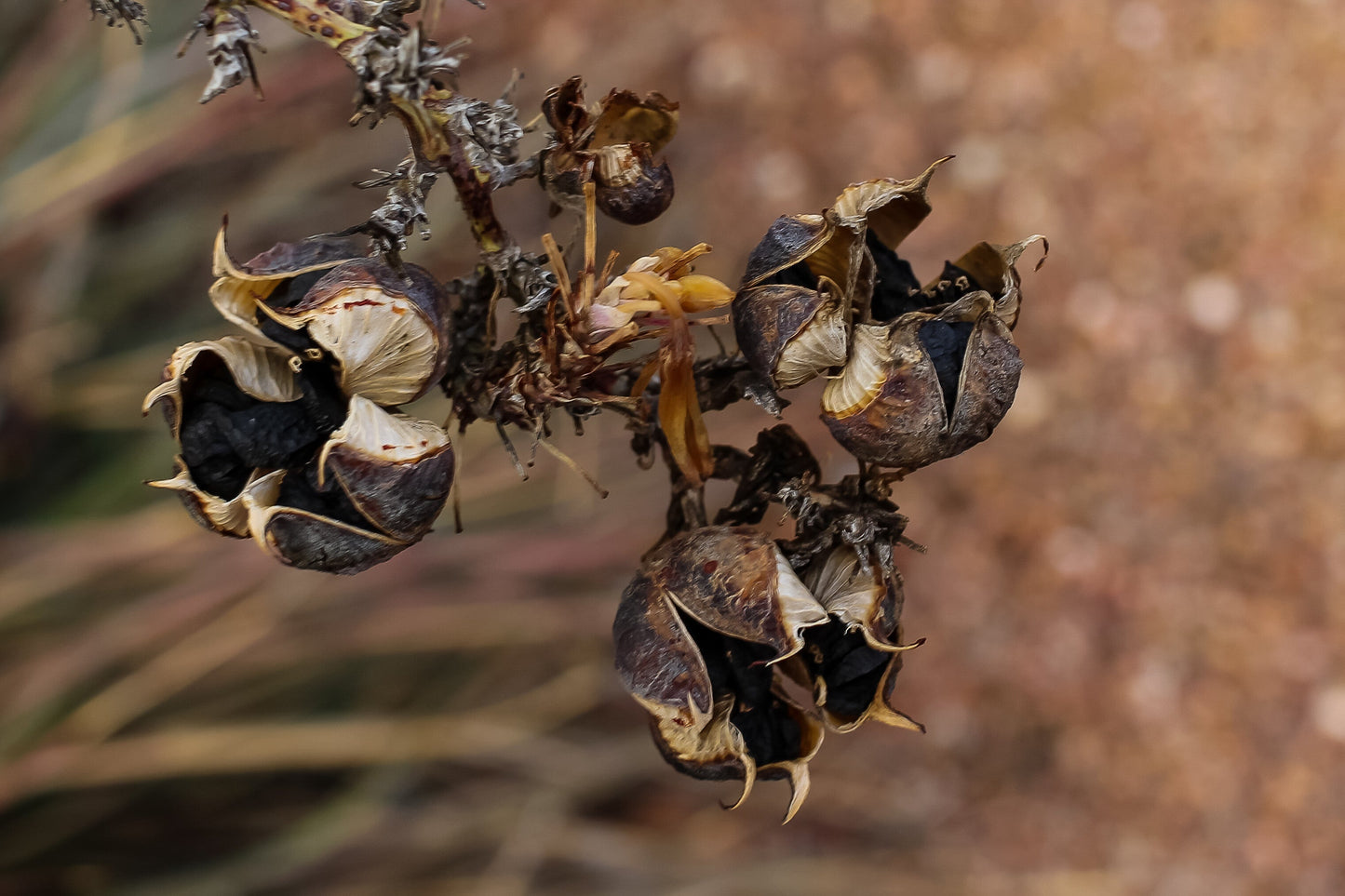 Red Yucca Hesperaloe Parviflora 200 Seeds  USA Company