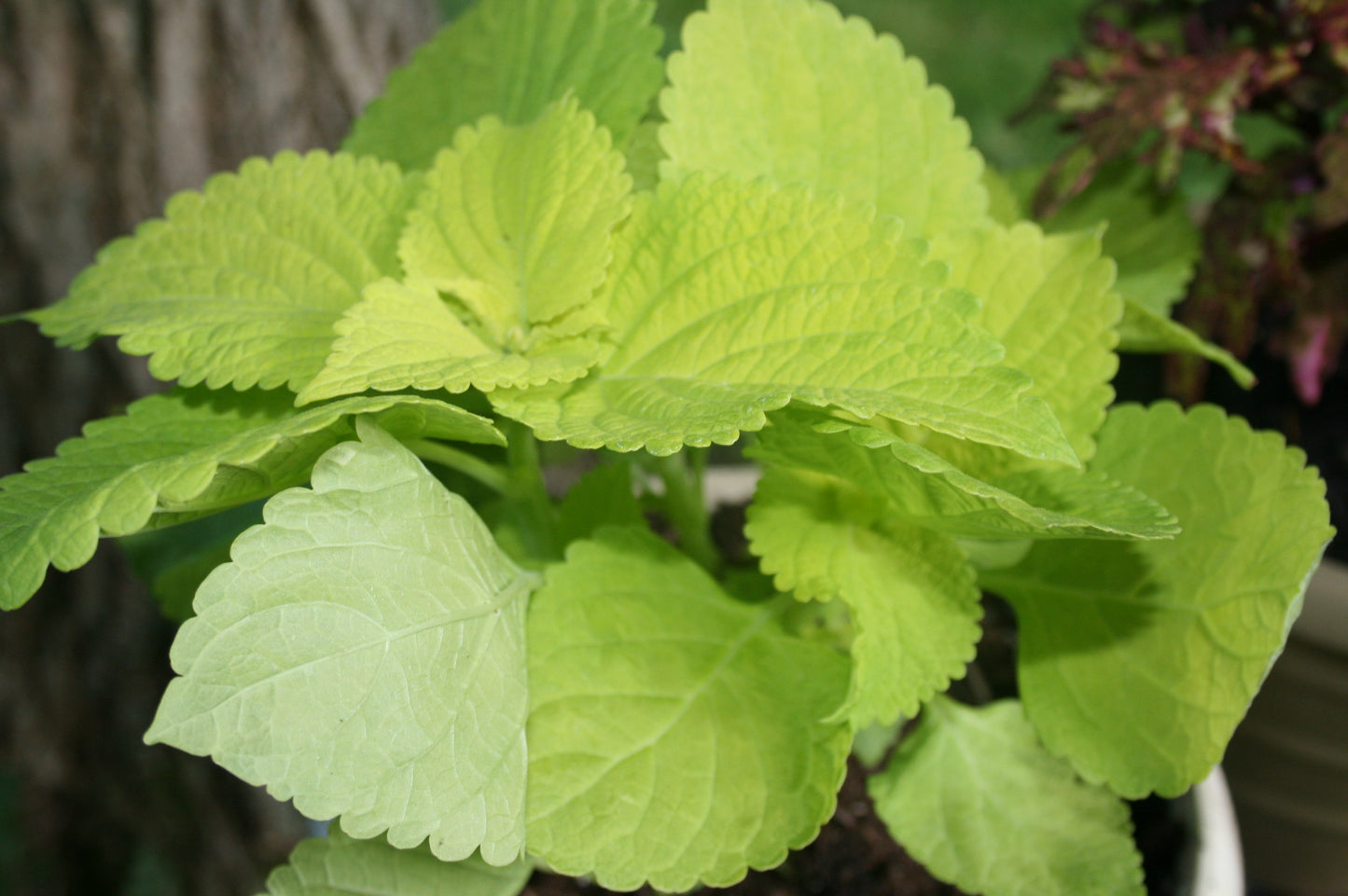 Lime Coleus  100 Seeds  Coleus scutellarioides