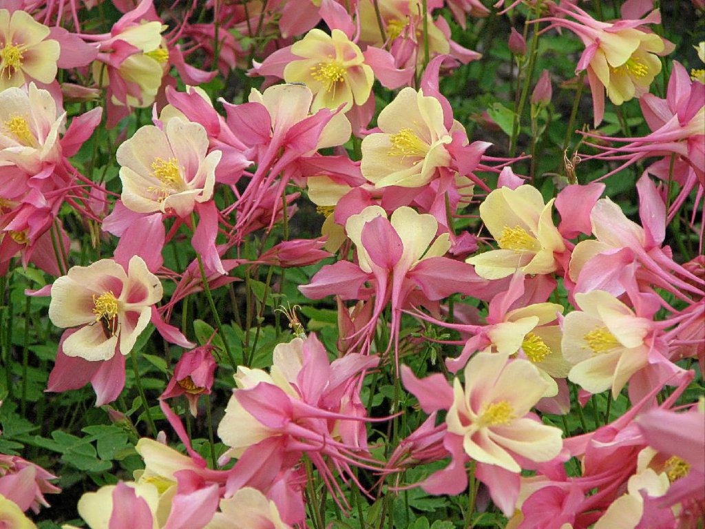 Columbine Mix  100 Seeds  Aquilegea caerulea